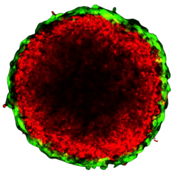 Cross section sphere